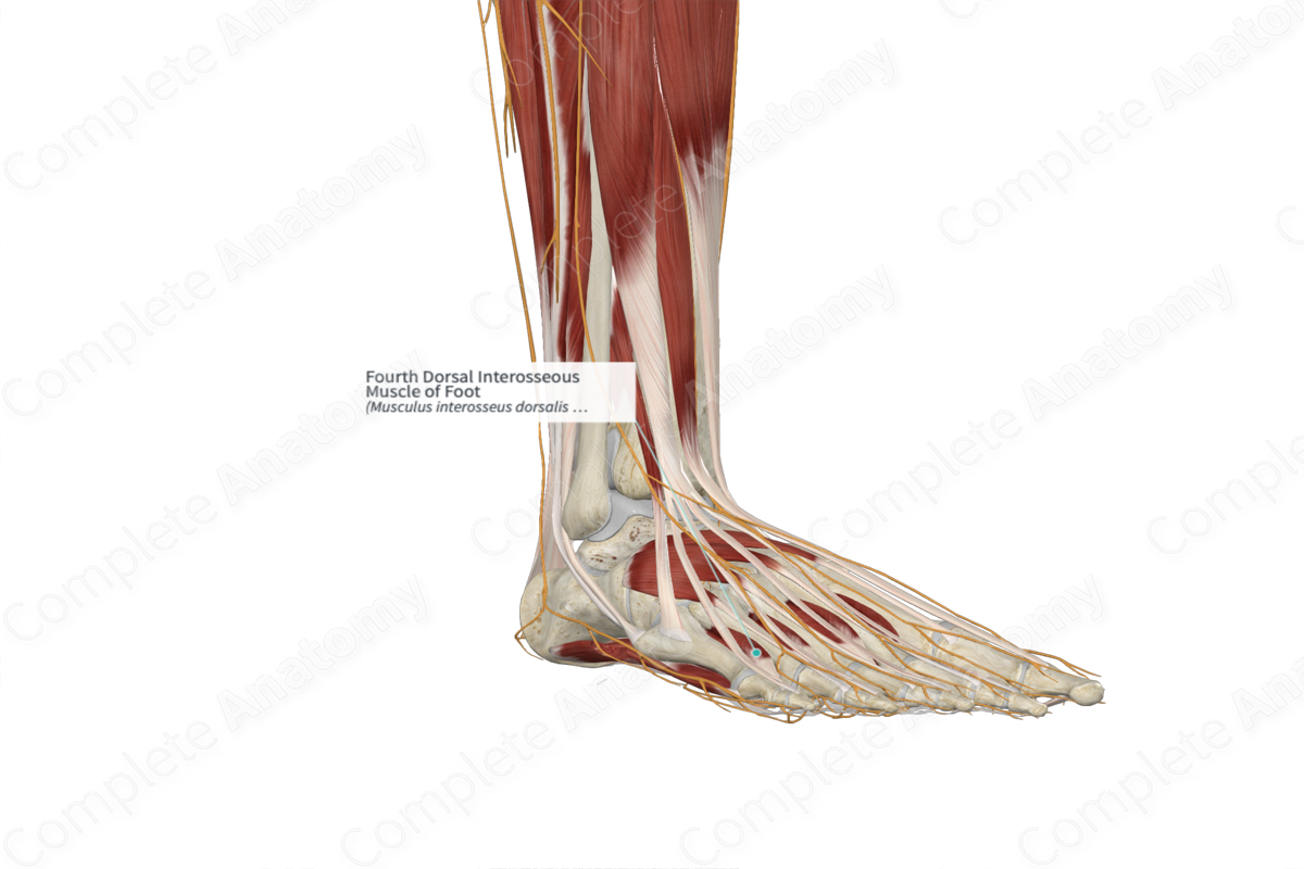 Fourth Dorsal Interosseous Muscle of Foot 