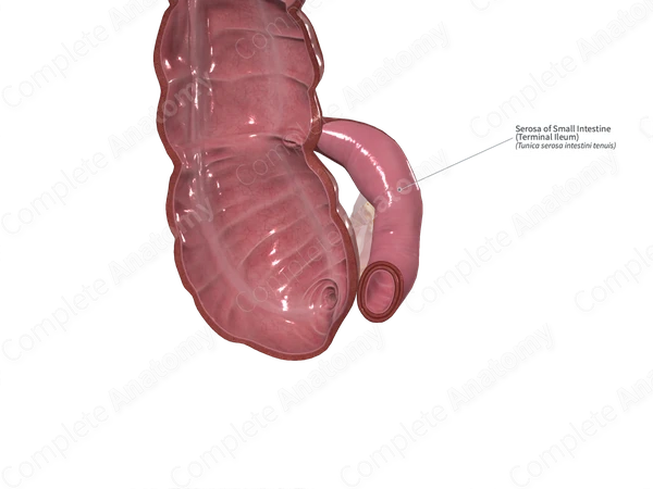 Serosa of Small Intestine (Terminal Ileum)