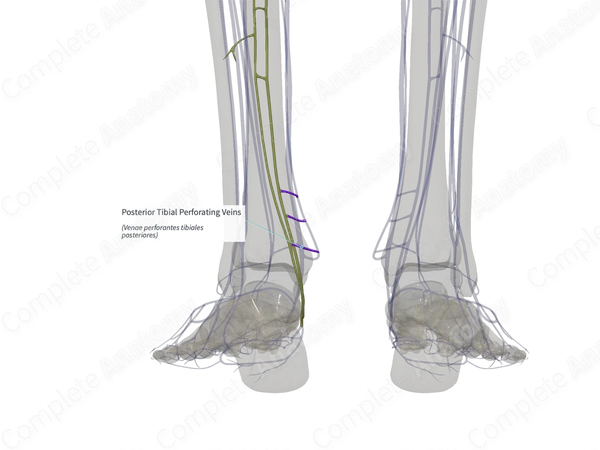 Posterior Tibial Perforating Veins (Left)