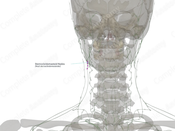 Sternocleidomastoid Nodes (Left)
