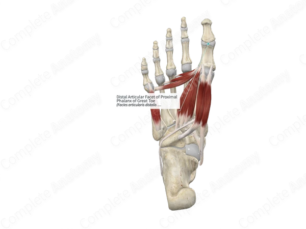 Distal Articular Facet of Proximal Phalanx of Great Toe 