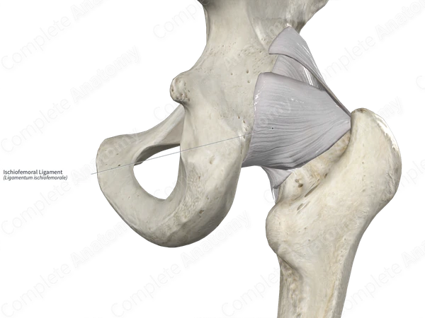 Ischiofemoral Ligament