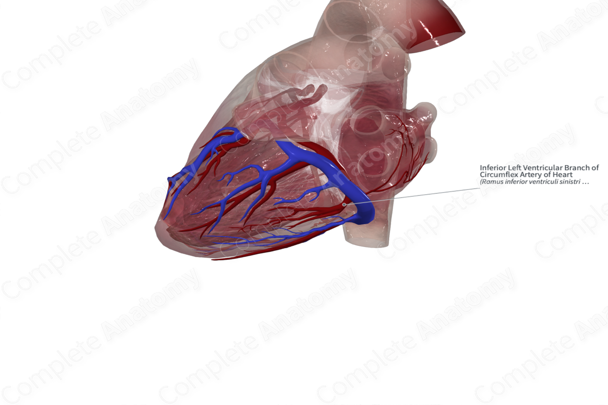 Inferior Left Ventricular Branch of Circumflex Artery of Heart