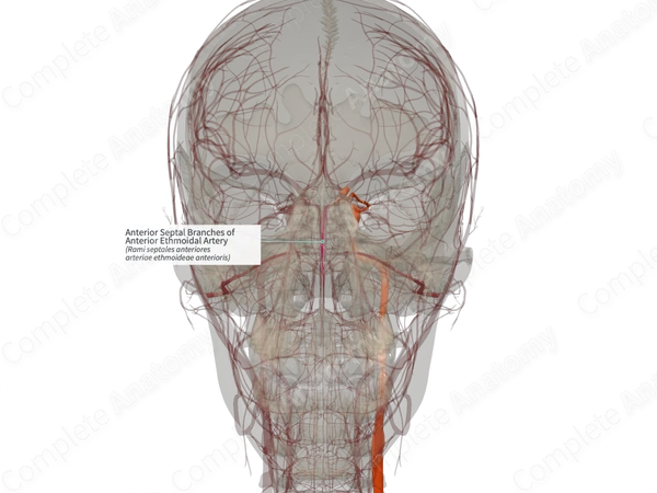 Anterior Septal Branches of Anterior Ethmoidal Artery (Right)
