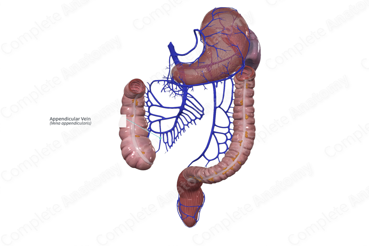 Appendicular Vein