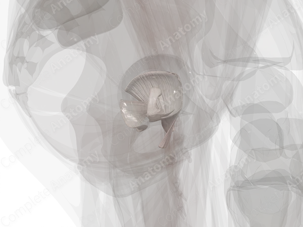 Ligaments of Hip Joint (Left)