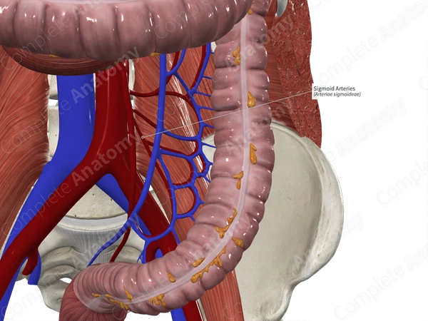 Sigmoid Arteries