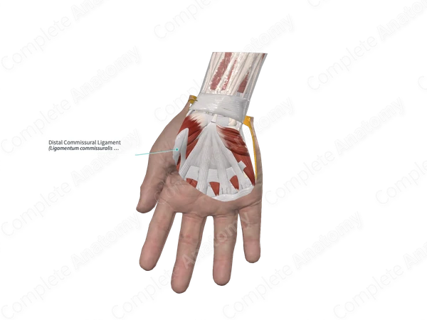 Distal Commissural Ligament