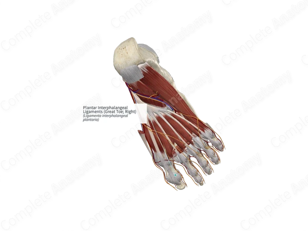 Plantar Interphalangeal Ligaments (Great Toe; Right)