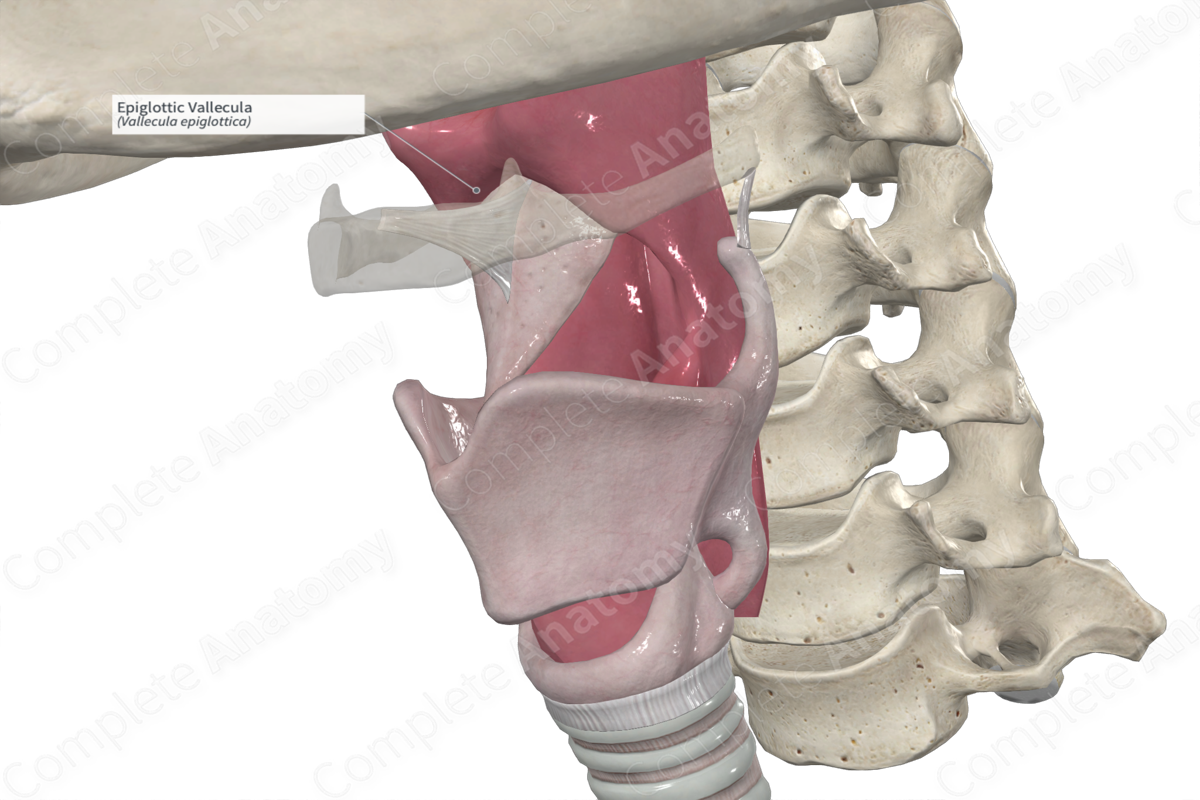Epiglottic Vallecula 