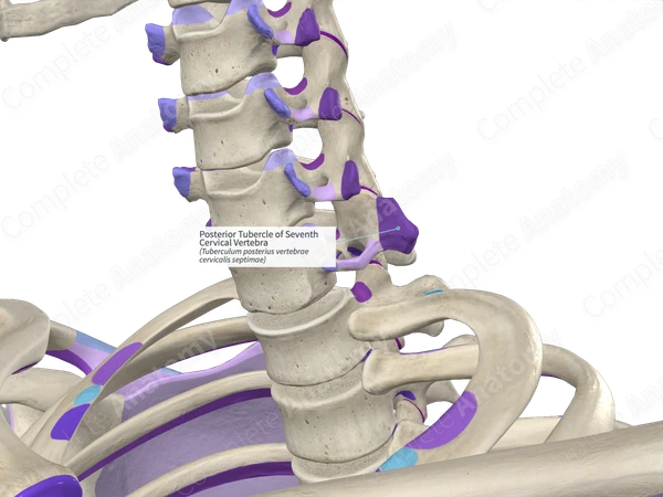 Posterior Tubercle of Seventh Cervical Vertebra (Left)
