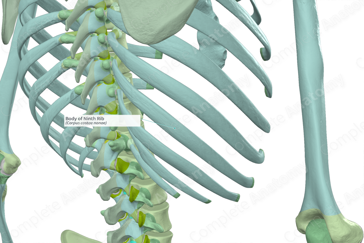 Body of Ninth Rib Complete Anatomy