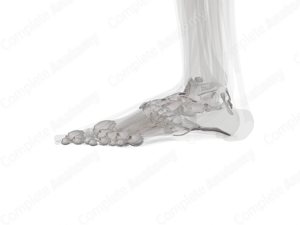 Joints of Foot (Left)