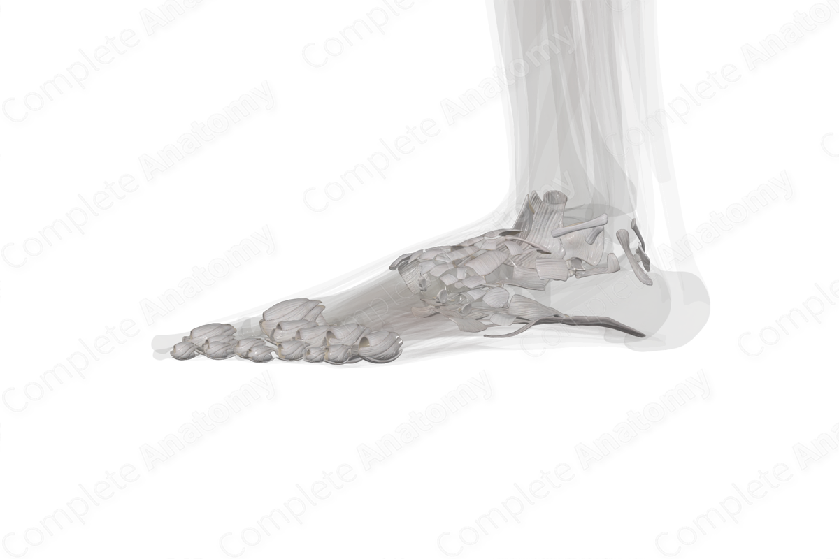 Joints of Foot (Left)