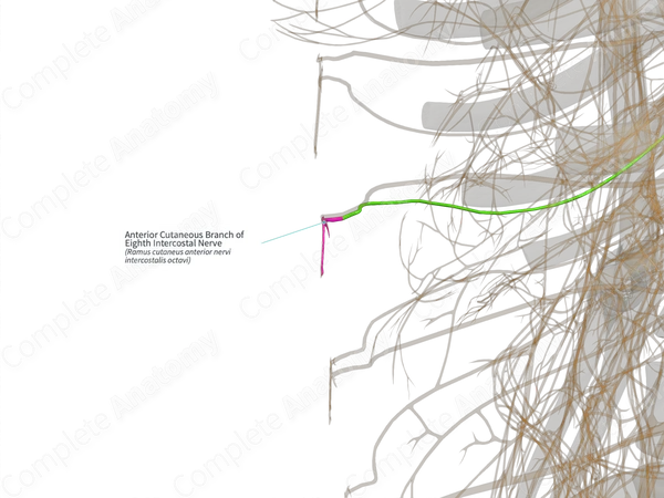 Anterior Cutaneous Branch of Eighth Intercostal Nerve (Right)
