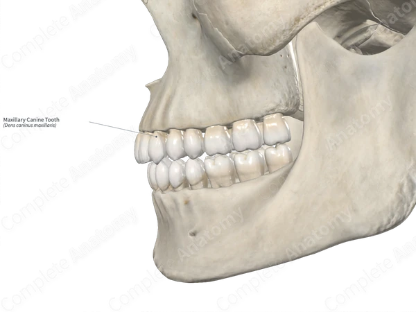 Maxillary Canine Tooth