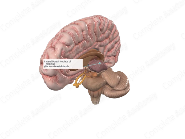Lateral Dorsal Nucleus of Thalamus 
