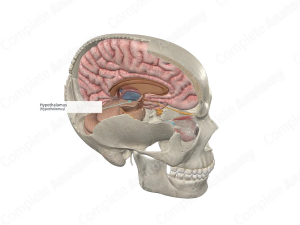 Hypothalamus