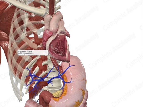 Segment II Vein