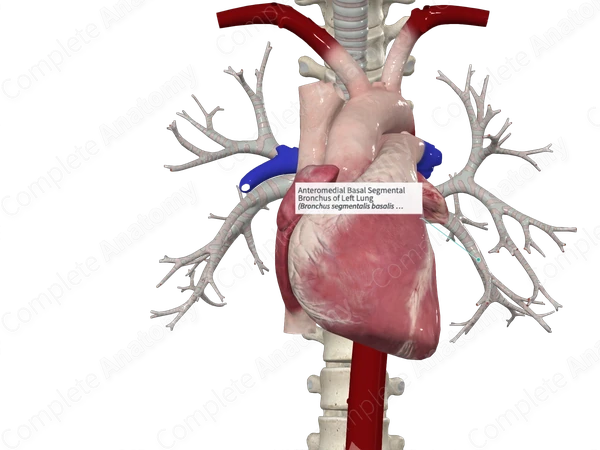 Anteromedial Basal Segmental Bronchus of Left Lung