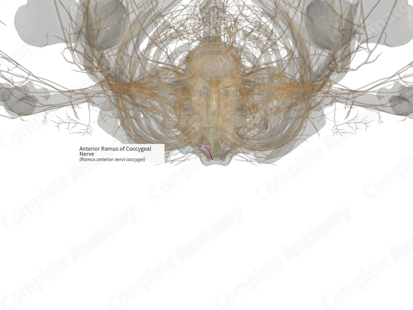 Anterior Ramus of Coccygeal Nerve (Left)