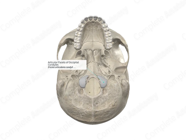 Occipital Condyle Atlanto Occipital Joint Physiopedia Occipital Condyle Atlanto Occipital Joint Physiopedia