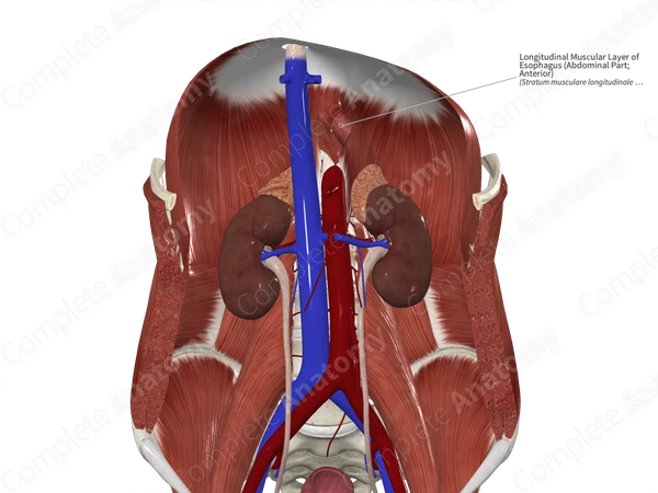 Longitudinal Muscular Layer of Esophagus (Abdominal Part; Anterior)