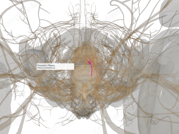 Prostatic Plexus (Left)
