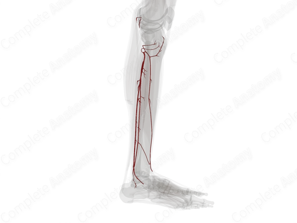 Arteries of Leg (Left)