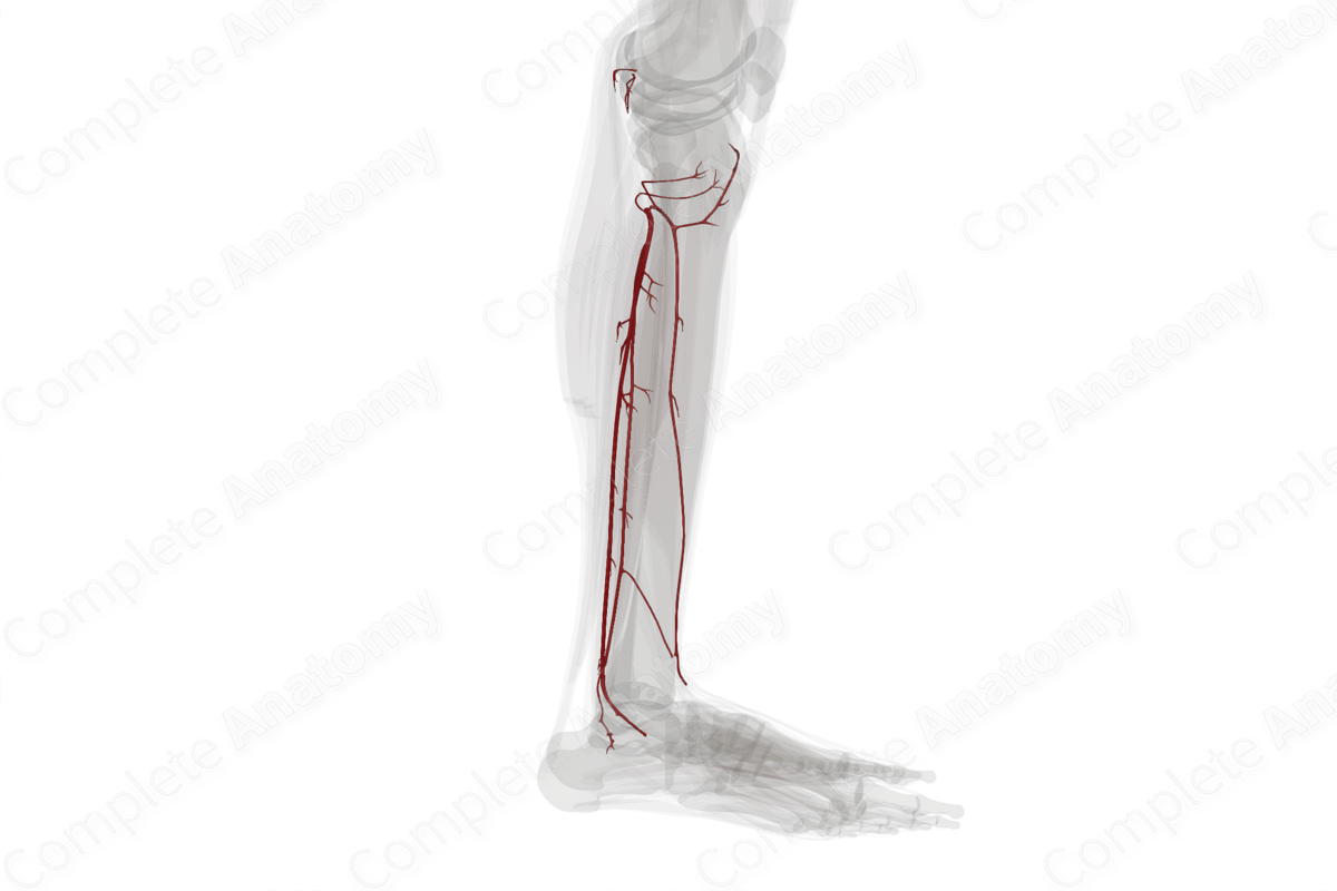 Arteries of Leg (Left)