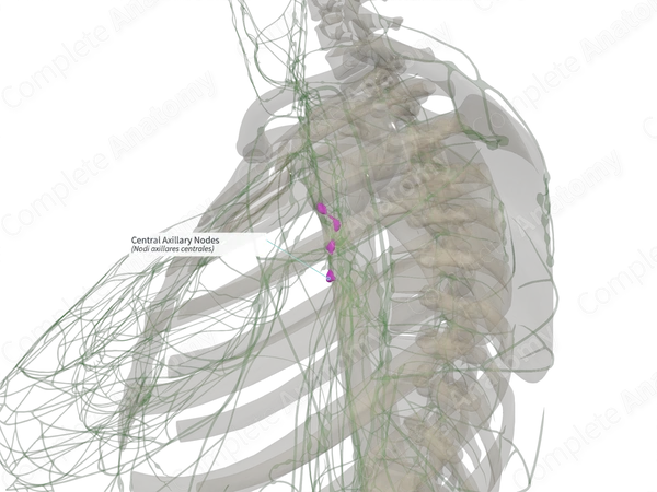 Central Axillary Nodes (Left)