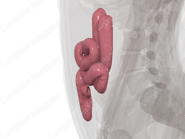 Jejunum