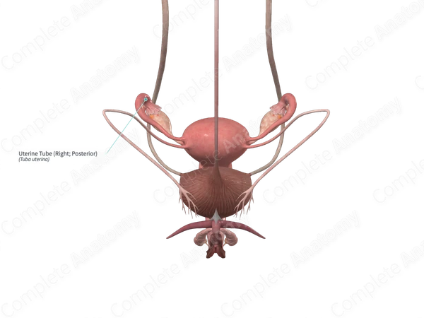 Uterine Tube (Right; Posterior)