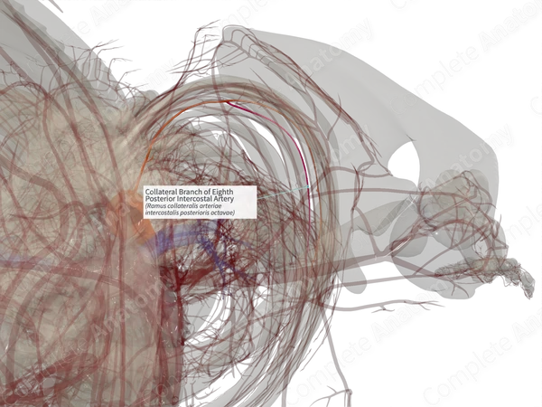 Collateral Branch of Eighth Posterior Intercostal Artery (Right)