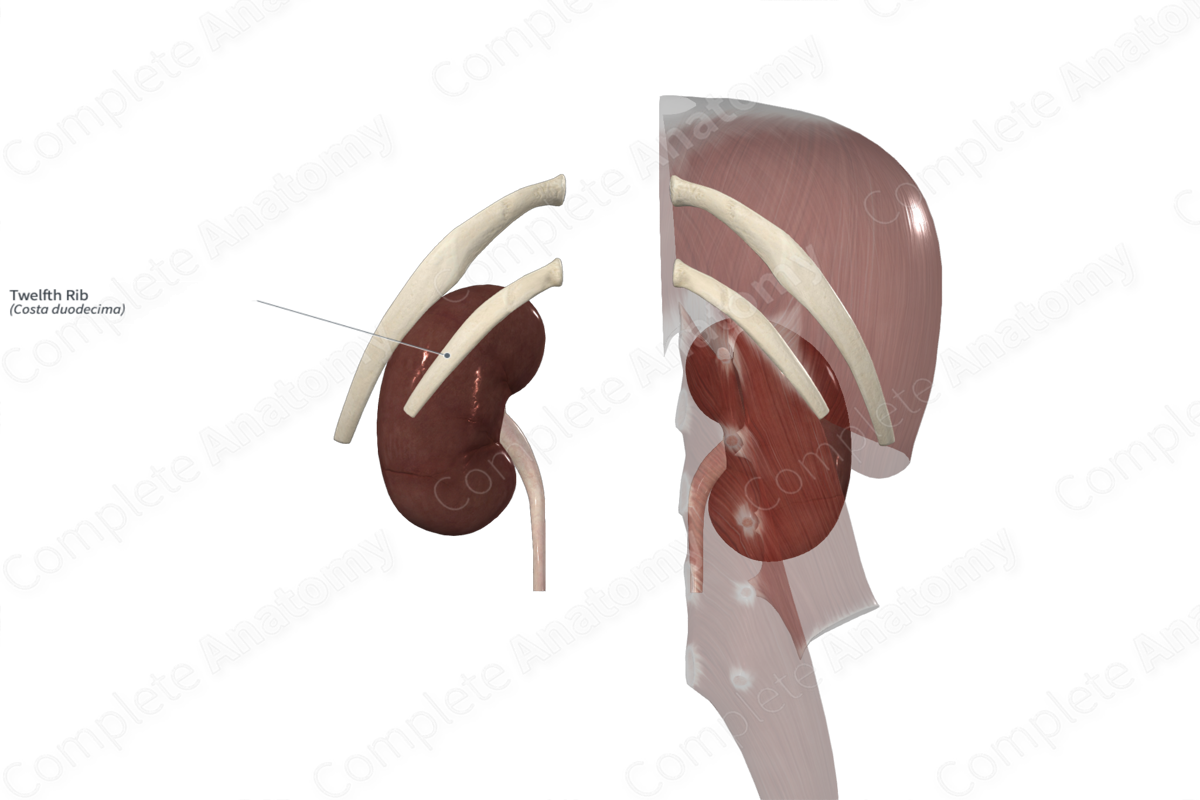 Twelfth Rib 
