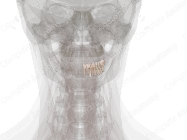 Mandibular Dental Arch (Right Quadrant)