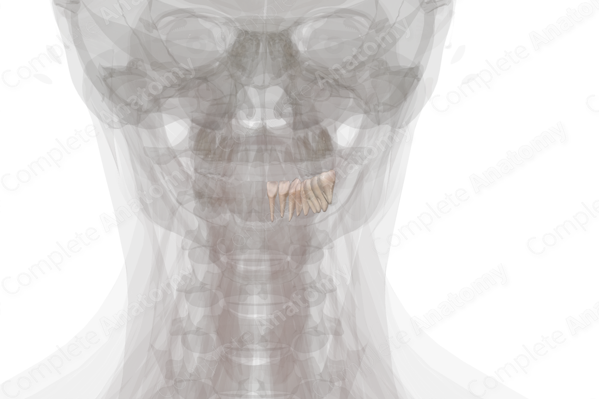 Mandibular Dental Arch (Right Quadrant)