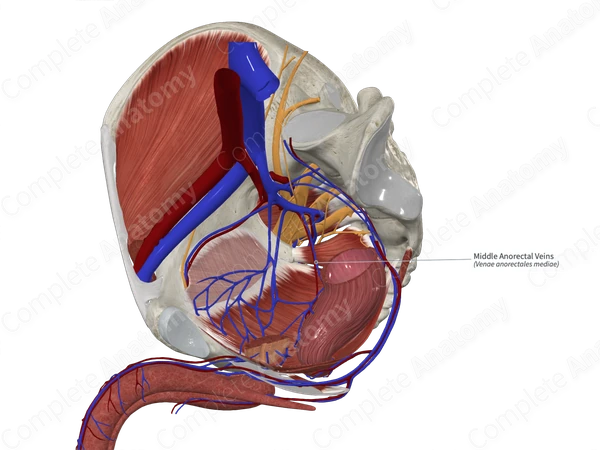 Middle Anorectal Veins 