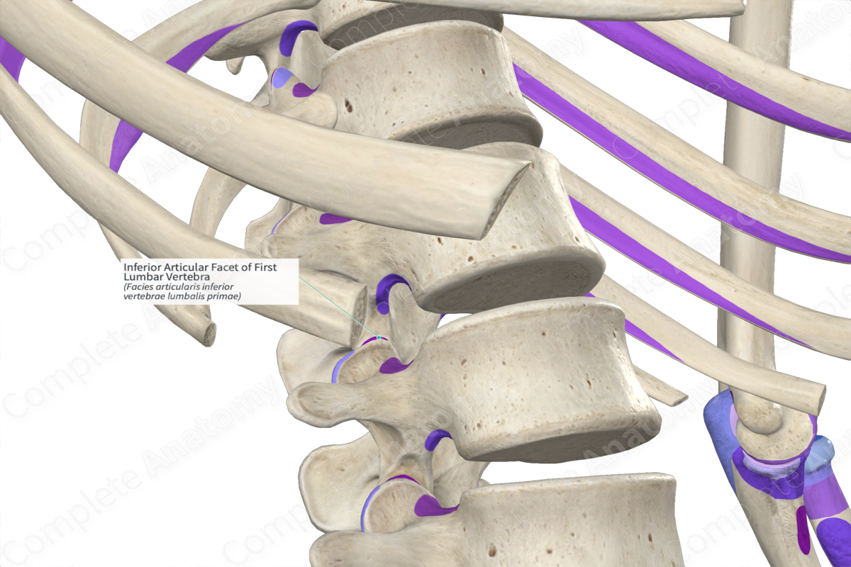 Inferior Articular Facet of First Lumbar Vertebra (Right) | Complete ...