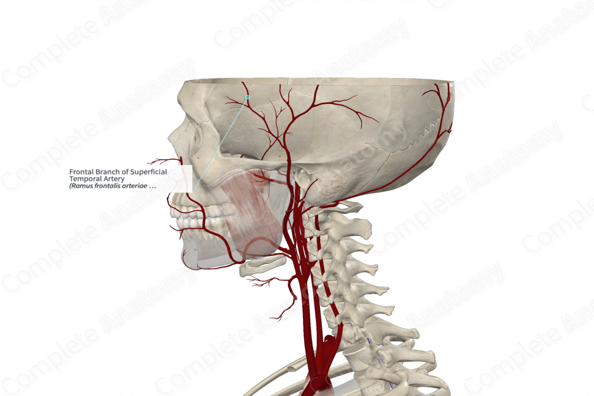 Frontal Branch of Superficial Temporal Artery 
