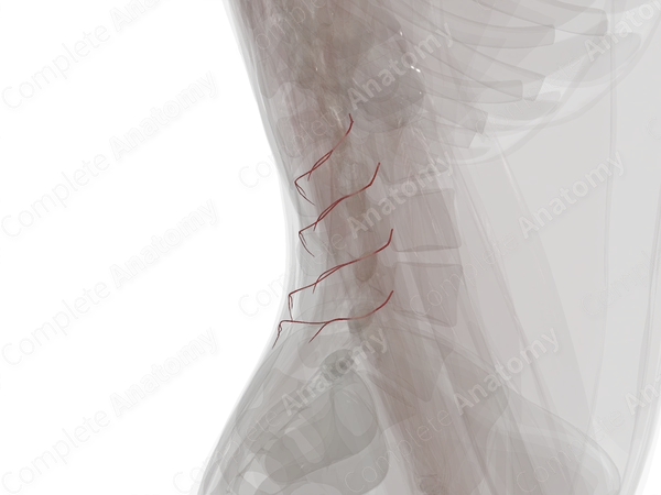 Dorsal Branches of Lumbar Arteries (Left)
