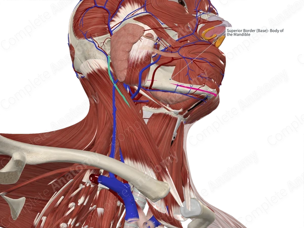 Mandible