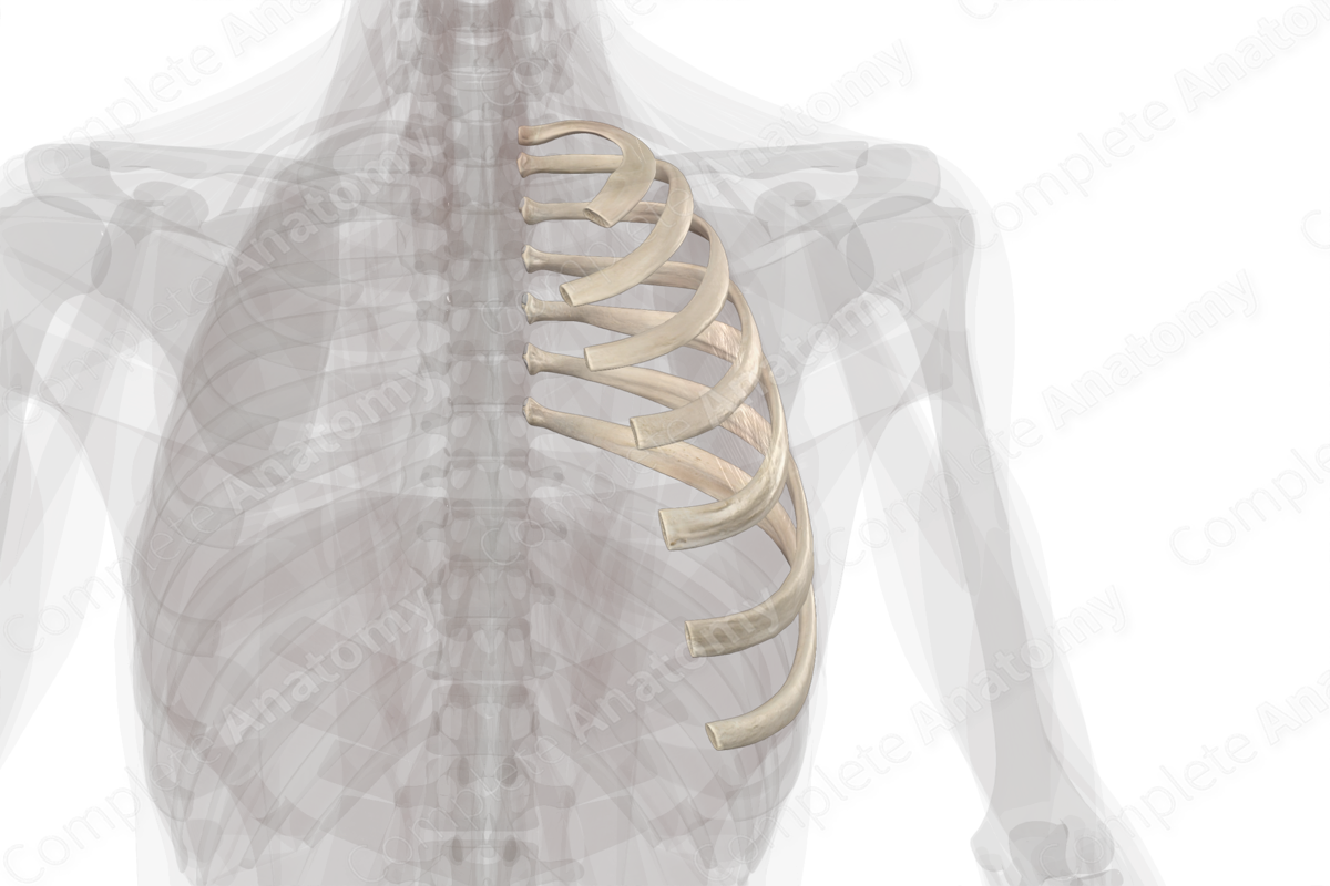 True Ribs (Left) Complete Anatomy