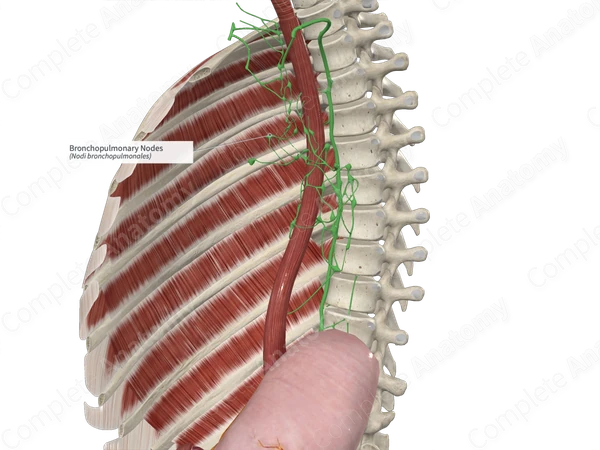 Bronchopulmonary Nodes 
