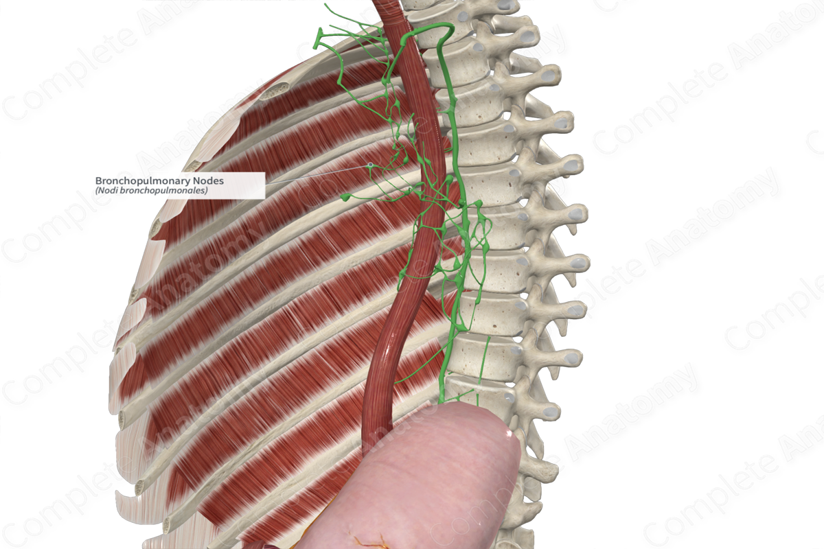 Bronchopulmonary Nodes 