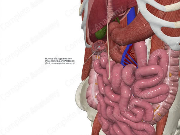 Mucosa of Large Intestine (Ascending Colon; Posterior)