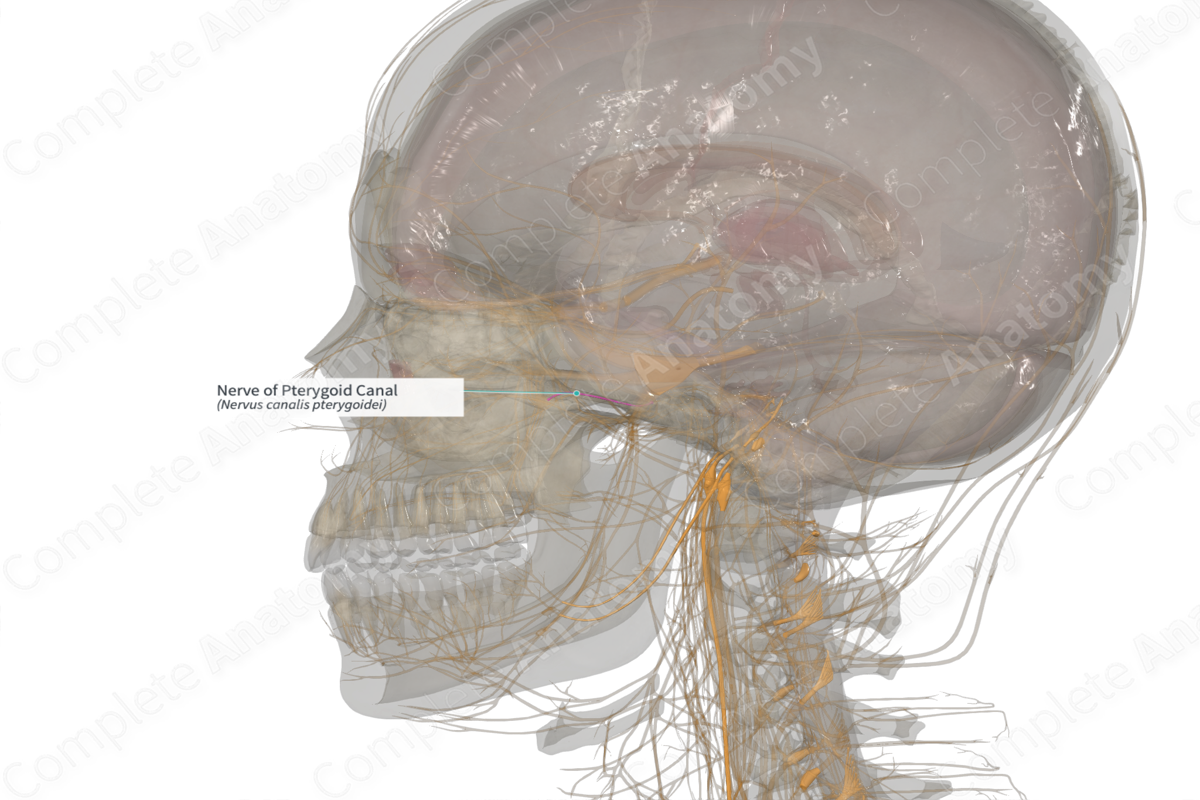 Nerve of Pterygoid Canal (Left)