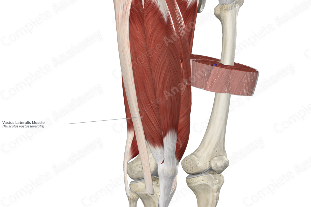 Vastus Lateralis Muscle Complete Anatomy
