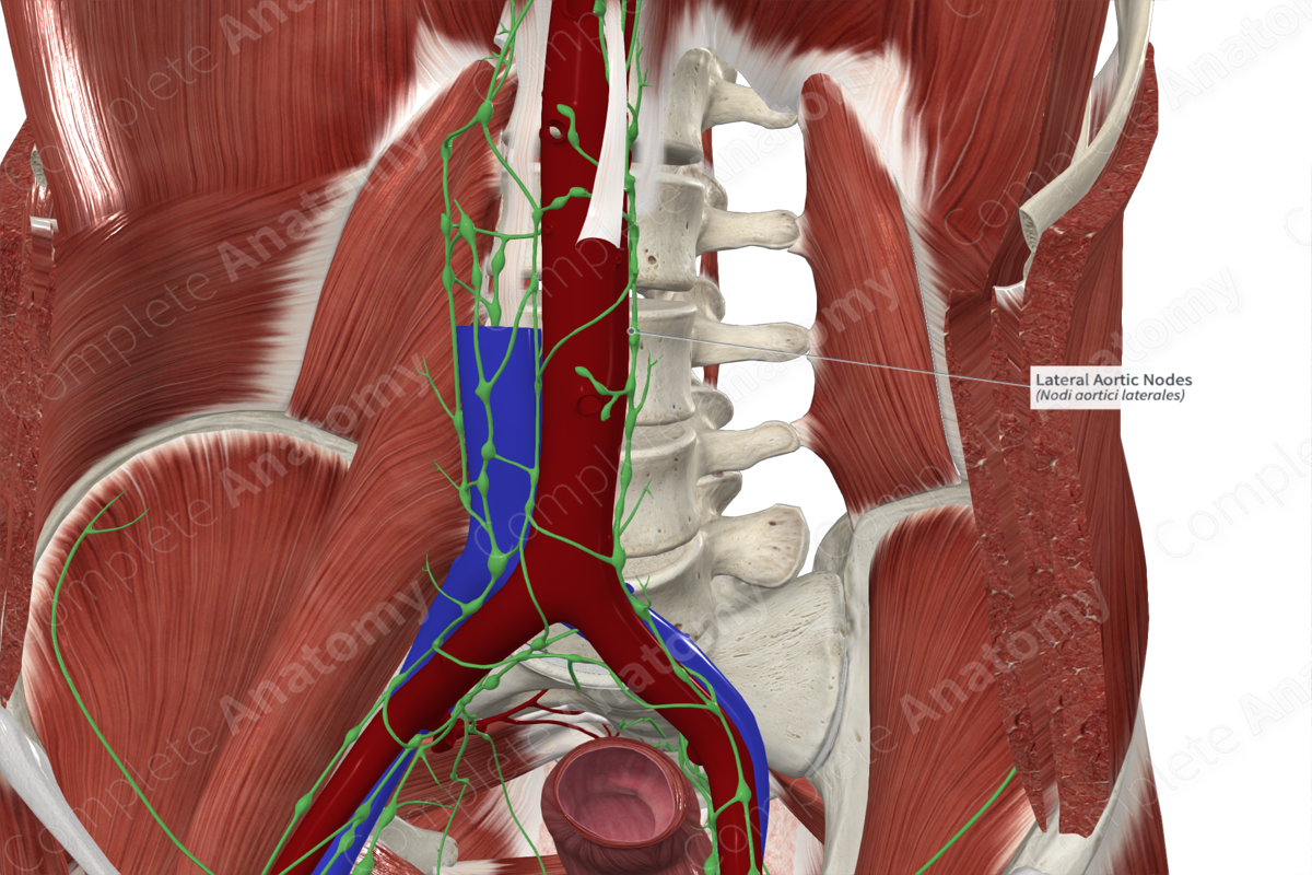 Lateral Aortic Nodes