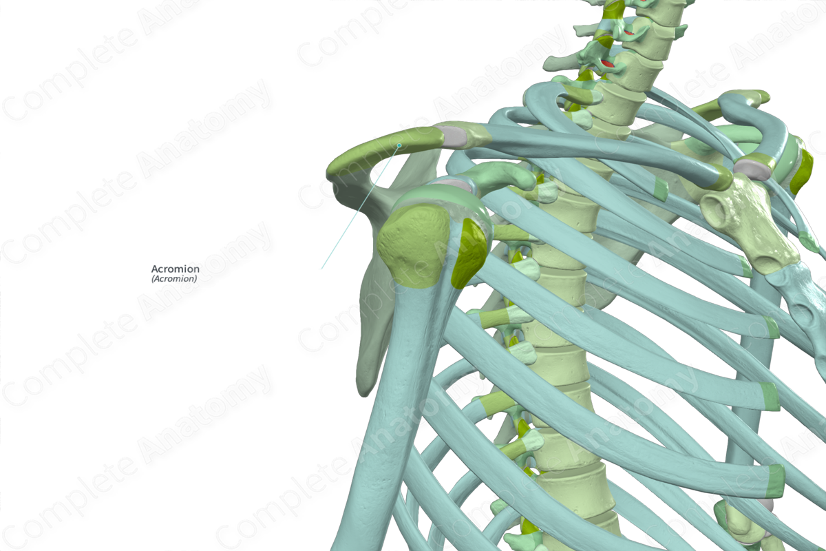 Acromion | Complete Anatomy